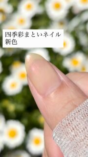 四季彩まといネイル
新色

きぬかさね
はずむつまさき

やわらかな日差しにきらめく、春にぴったりの2色は
晴れた屋外で見ると、微細なパールが際立ちます。

やわらかに、あざやかに。
どちらの色が気になりますか？

#四季彩まといネイル #水性ネイル #春色